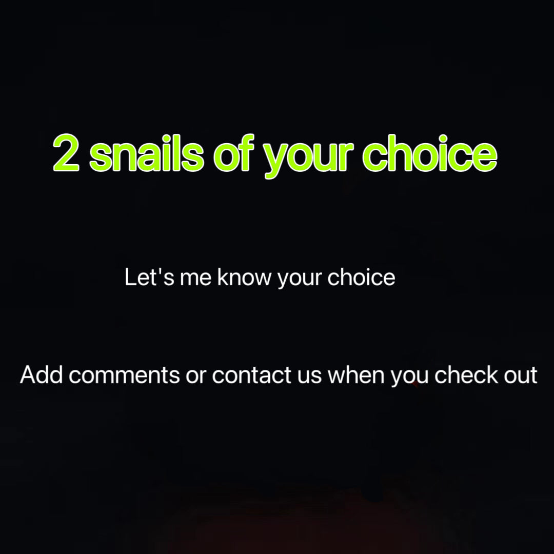 Den Den Mushi Transponder Snail Figure